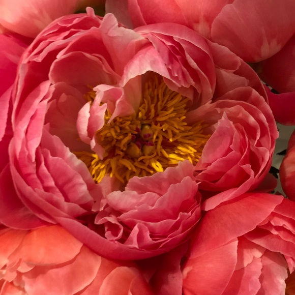 panoplypeony